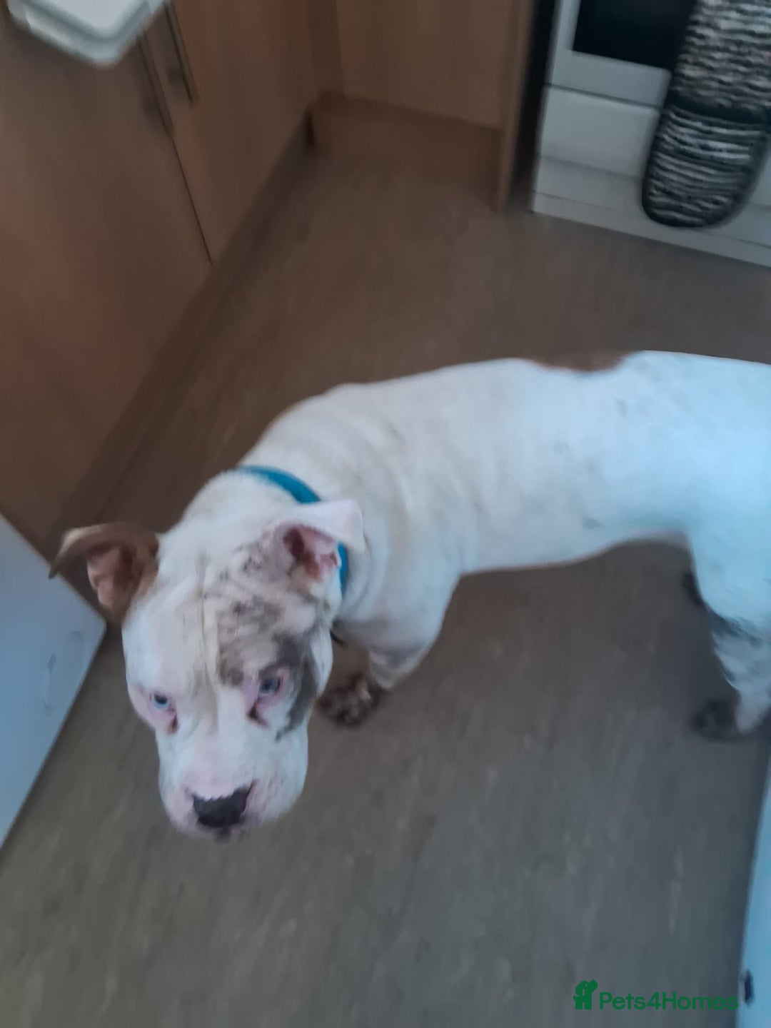 Mixed Breed dogs for sale: American staff - Advert 2