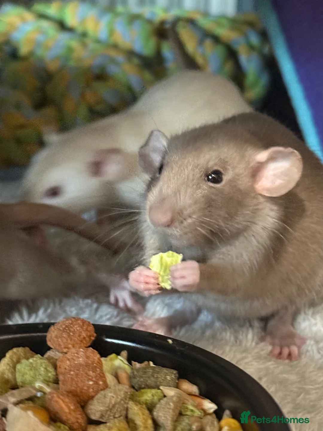 Rat rodents for sale: 4 Male Dumbo rats and complete set up for sale  in Esher - Advert 21
