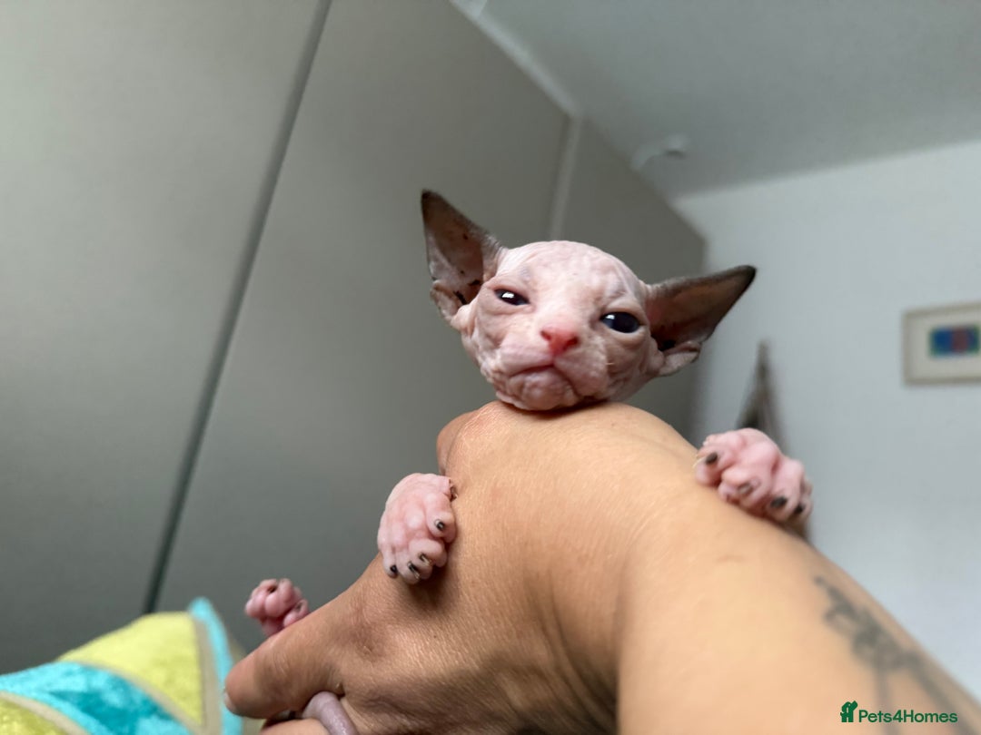 Sphynx cats for sale: Amazing kitten looking for family ❤️❤️❤️ - Image 14