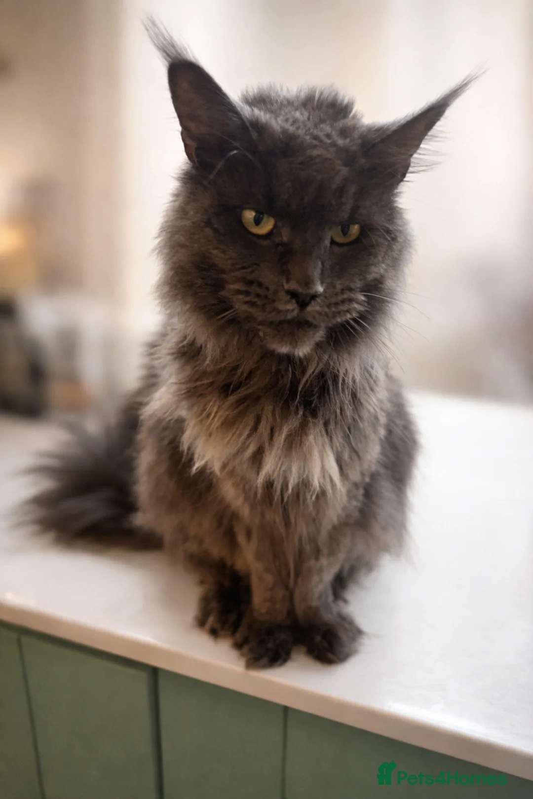 Maine Coon cats for sale: Maine Coon Kittens  - Advert 1