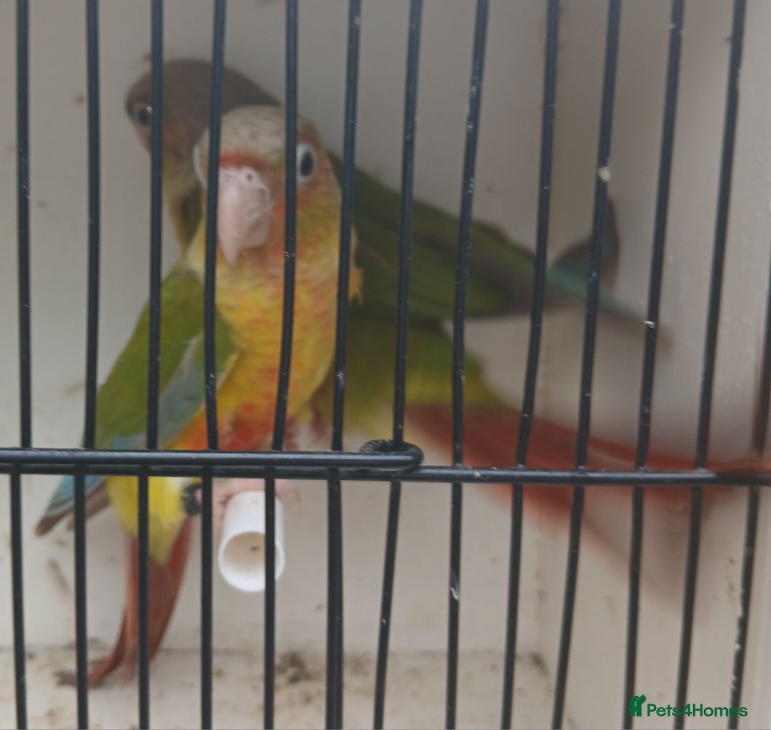Conures birds for sale: Pineapple Conures Parent reared Dna'd  - Image 12