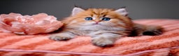 British Longhair cats for sale: Golden British Longhair Kitten - Advert 8