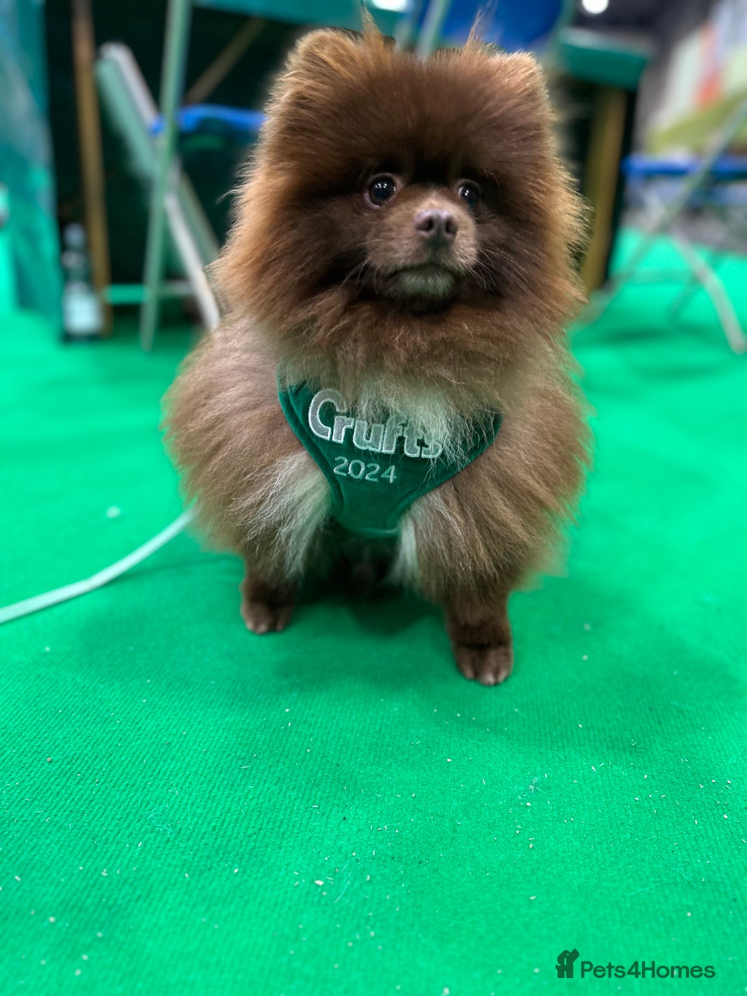 Pomeranian dogs for stud: Proven Chocolate KC in Runcorn - Advert 17