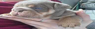 English Bulldog 5
