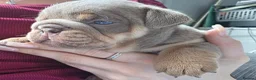 English Bulldog dogs for sale: KC REGISTERED BLUE TRI ENGLISH BULLDOGS FOR SALE - Advert 3