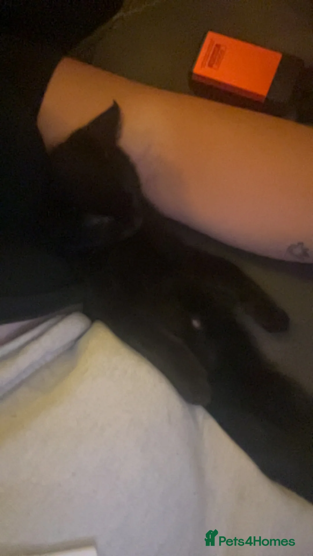 Mixed Breed cats for sale: 13 week old kitten  - Advert 2