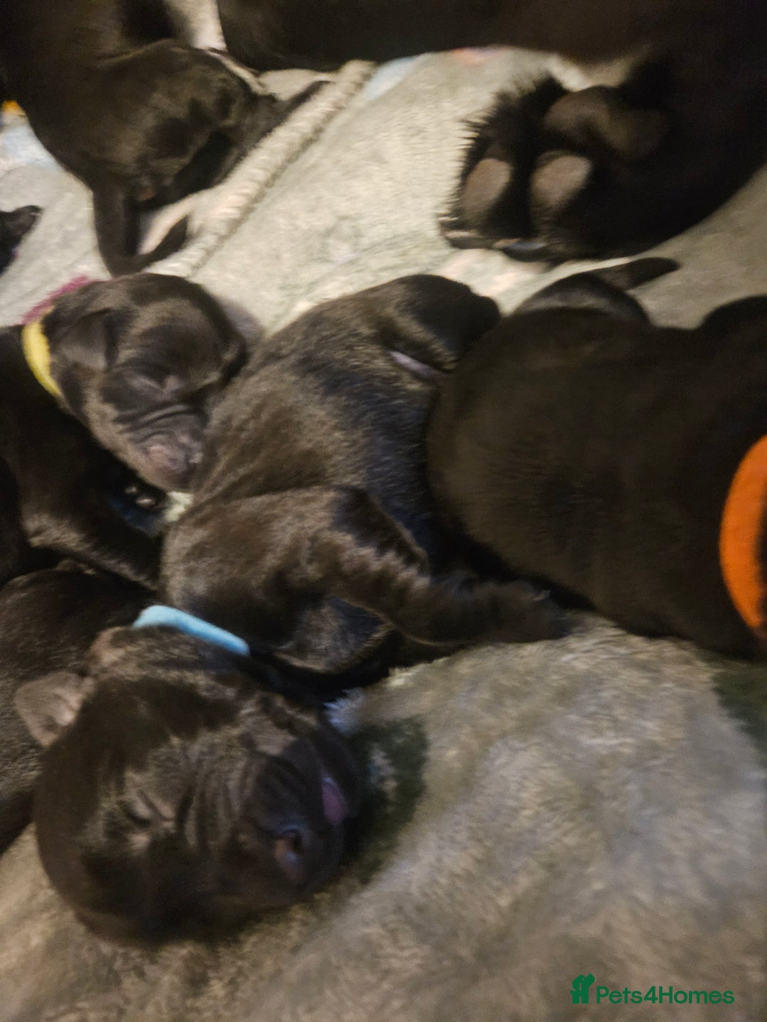 Labrador Retriever dogs for sale: Black labrador puppies - Advert 7