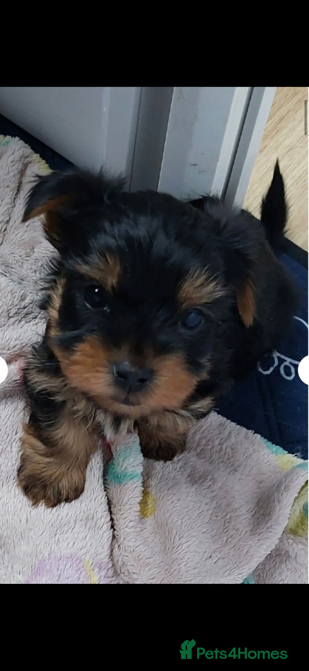 Yorkshire Terrier dogs for sale: Puppy Yorkshire Terrier  - Advert 3