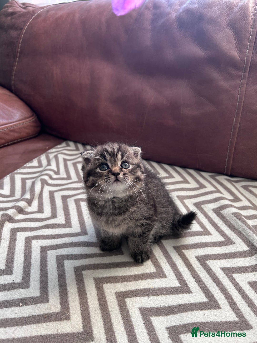 Scottish Fold cats for sale: Little buddies looking for home - Advert 5
