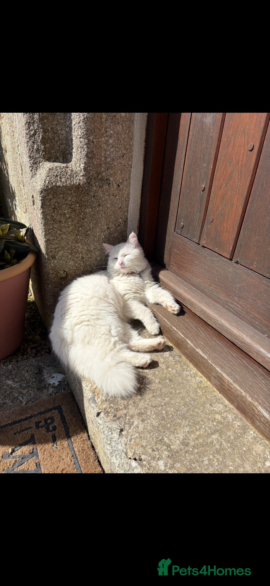 Turkish Angora cats Turkish Angora Cross - Advert 3