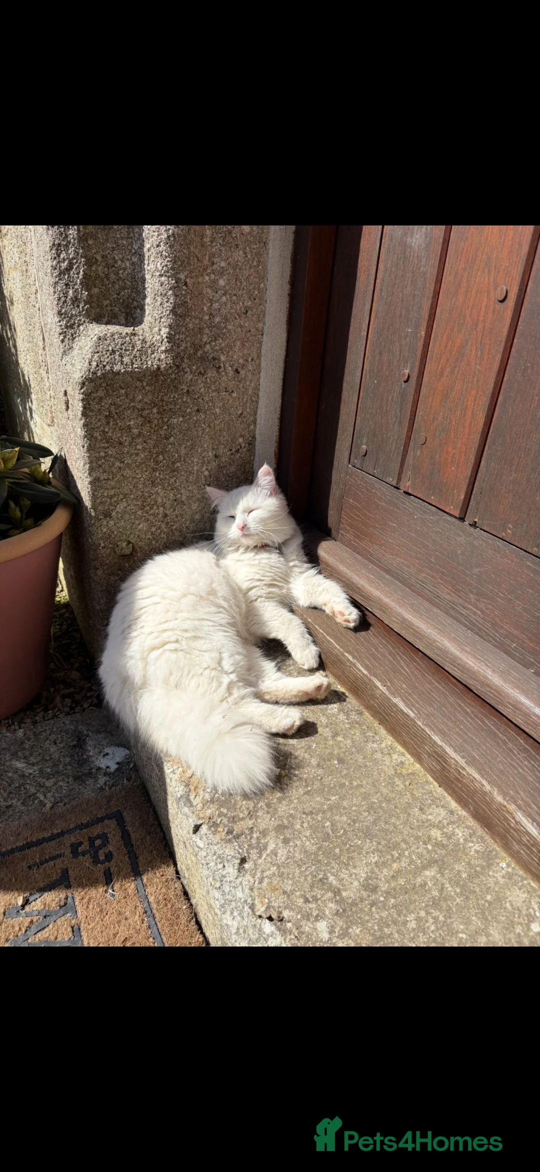 Turkish Angora cats for sale: Turkish Angora Cross in Penzance - Advert 1