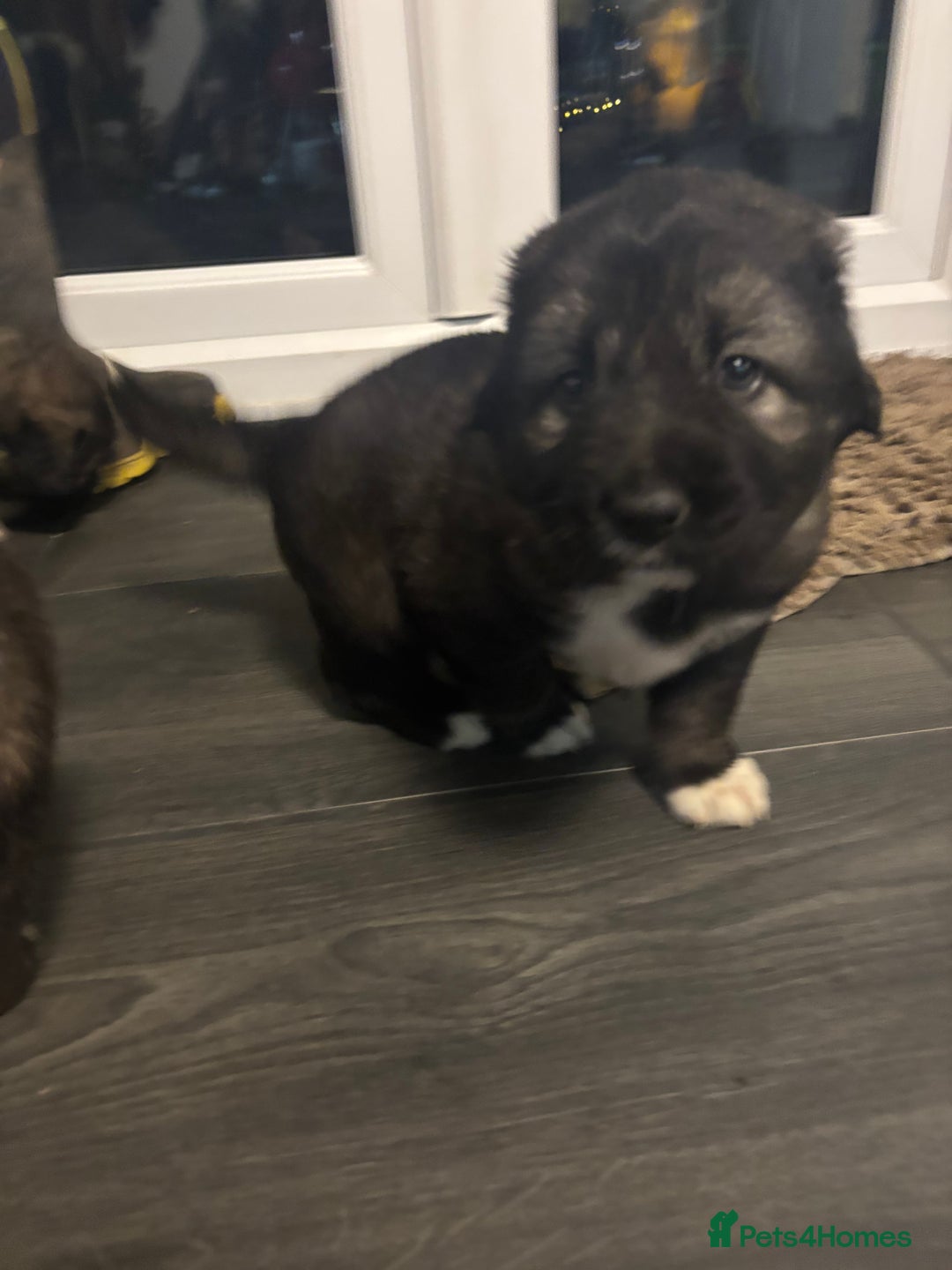 Caucasian Shepherd Dog dogs for sale: Caucasian Shepherds  - Advert 26