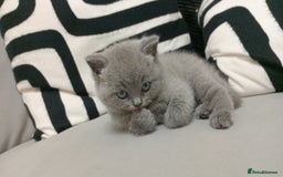British Shorthair cats for sale: 4 adorable British shorthairs - Advert 10