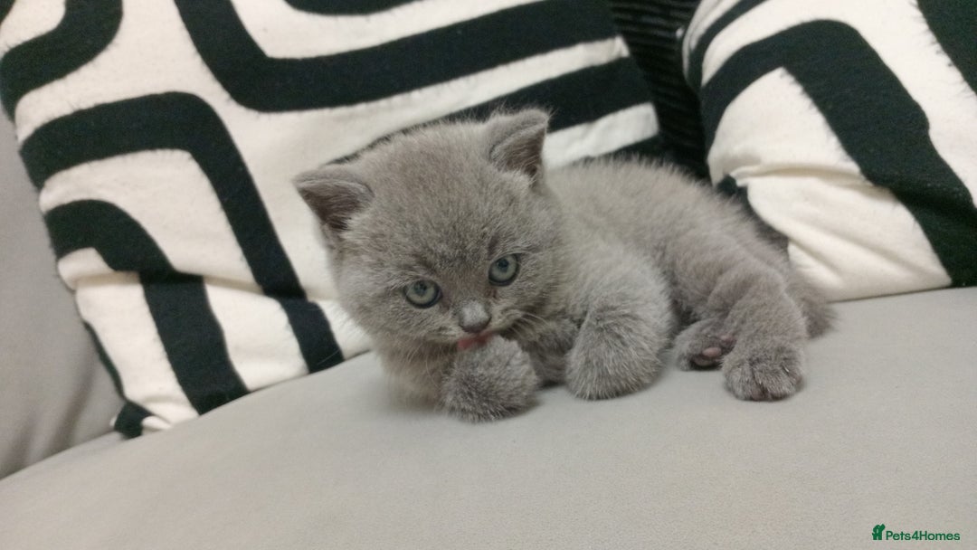 British Shorthair cats for sale: 4 adorable British shorthairs - Advert 10