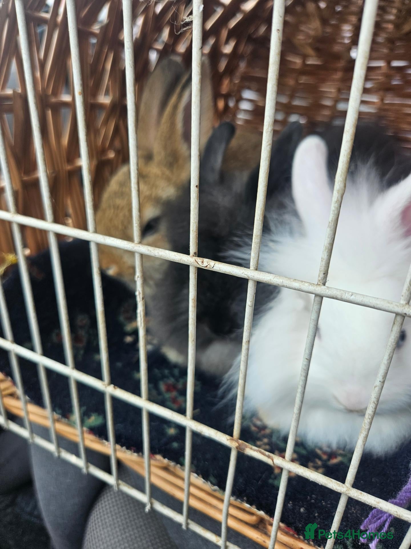 Mixed Breed rabbits Rabbits for sale - Advert 3