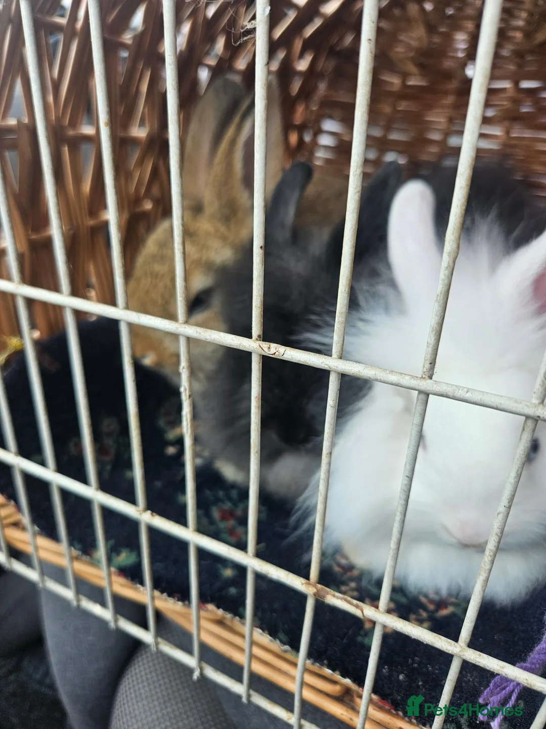 Mixed Breed rabbits for sale: Rabbits for sale - Advert 1
