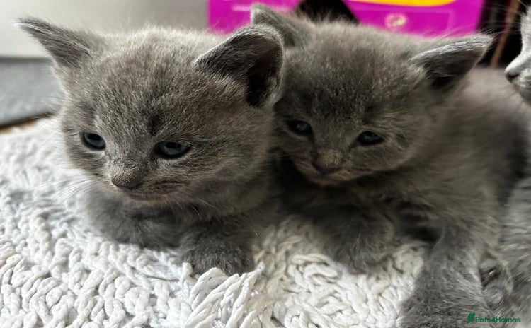 British Shorthair cats - Advert 4