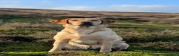 Labrador Retriever dogs for sale: 🐾 Golden Labrador retriever top bloodlines  in Crook - Advert 4