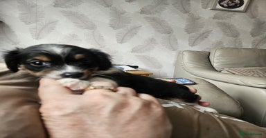 Mixed Breed dogs - Advert 13