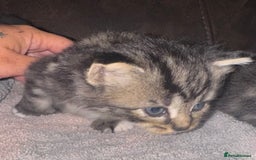 Maine Coon cats for sale: 3 beautiful part Maine coon kittens  - Image 11