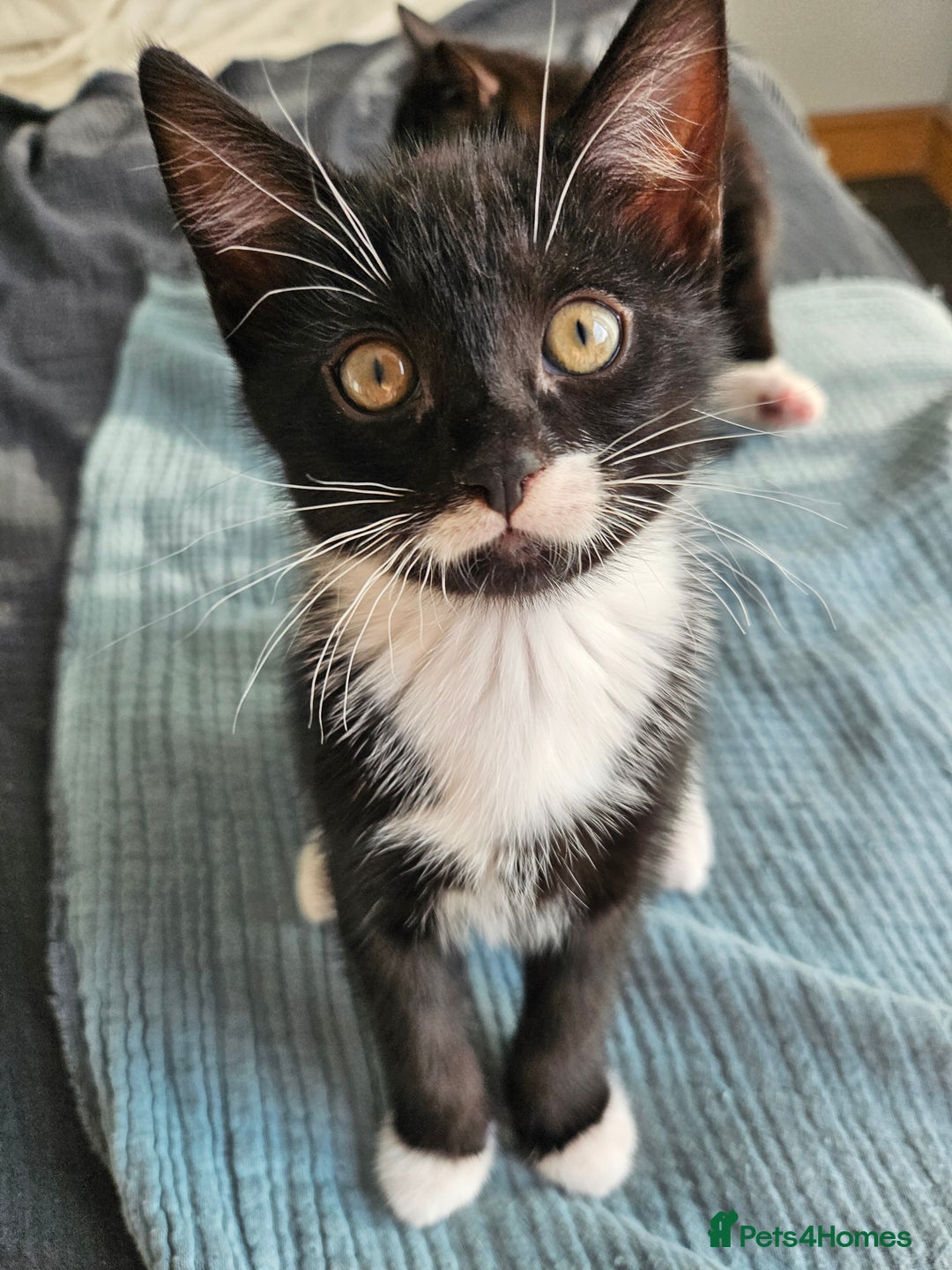 Mixed Breed cats for sale: Kittens Ready For Forever Homes! - Image 2