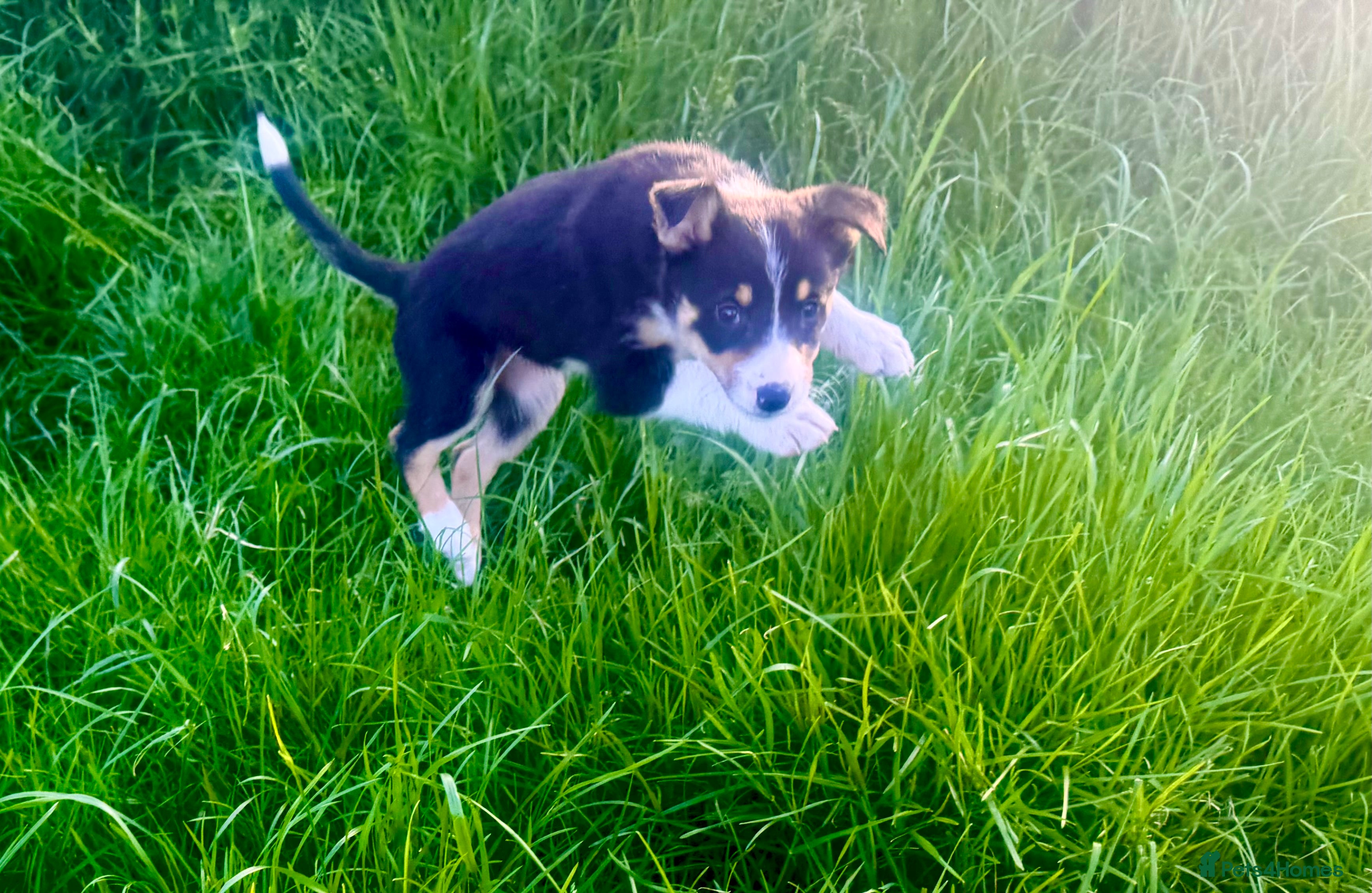 Border Collie dogs Farm bred Border Collie pups - Advert 1