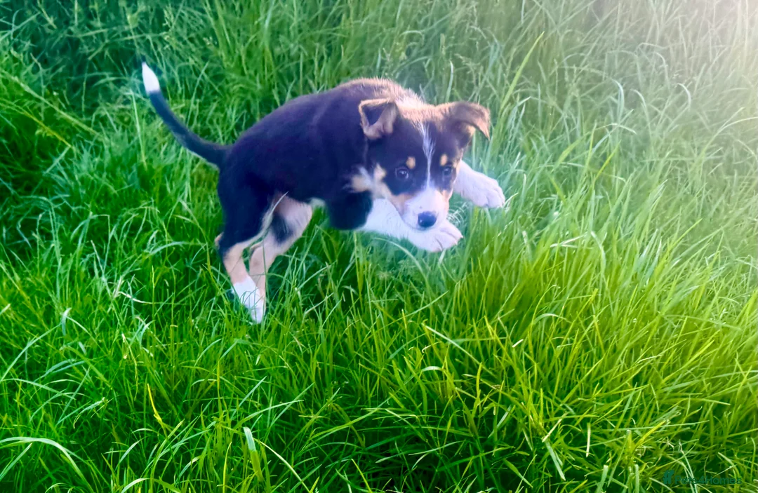 Border Collie dogs for sale: Farm bred Border Collie pups in Alnwick - Advert 1