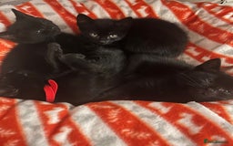 Domestic Shorthair cats for sale: 5⭐️homes wanted for beautiful, playful kittens - Advert 1