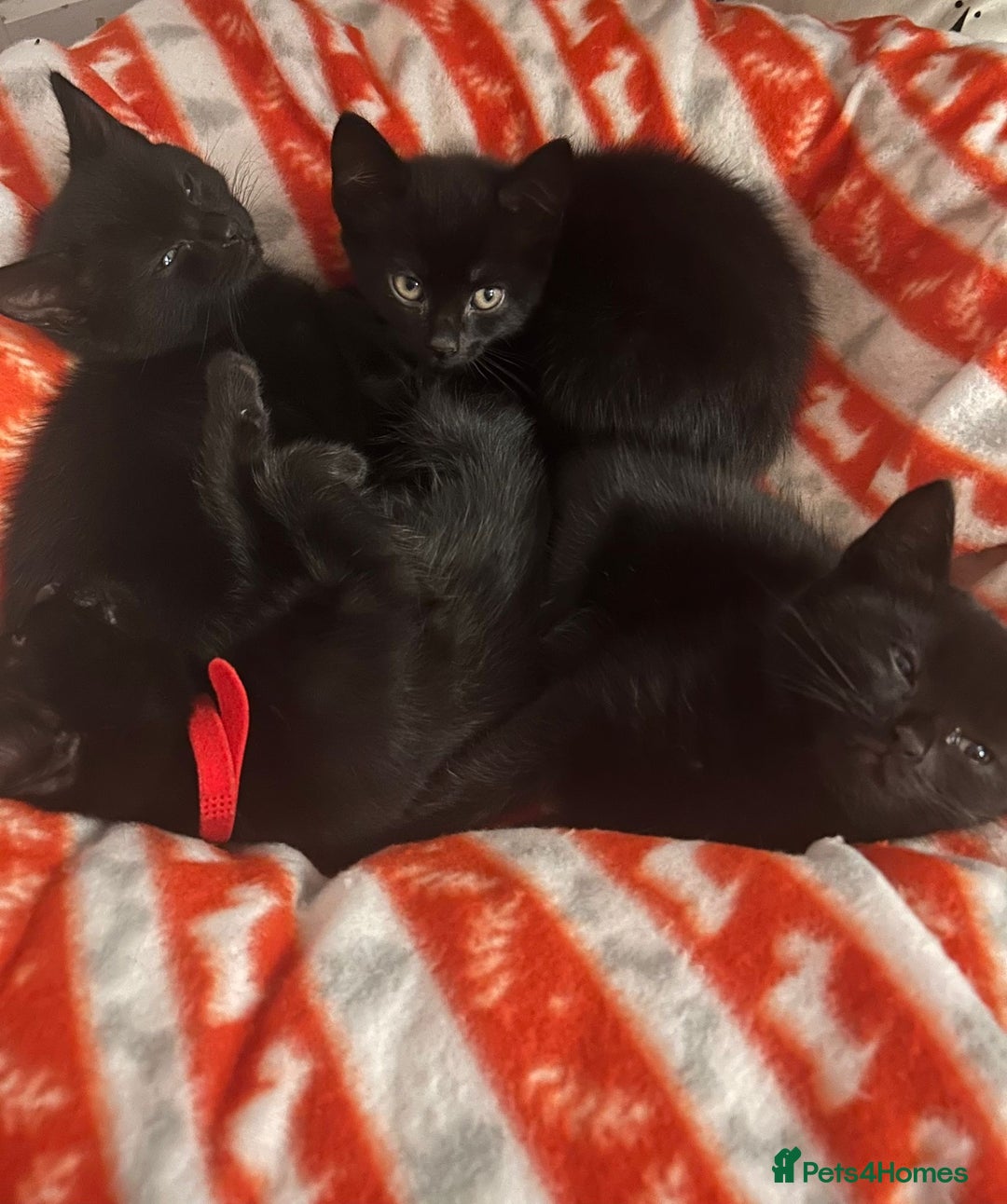 Domestic Shorthair cats for sale: 5⭐️homes wanted for beautiful, playful kittens - Advert 1