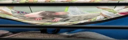 Rat rodents for sale: Dumbo rex cute rats male and female available - Advert 5
