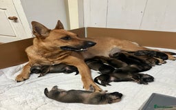 German Shepherd dogs for sale: GSD German Shepherd x Australian kelpie protector - Image 3