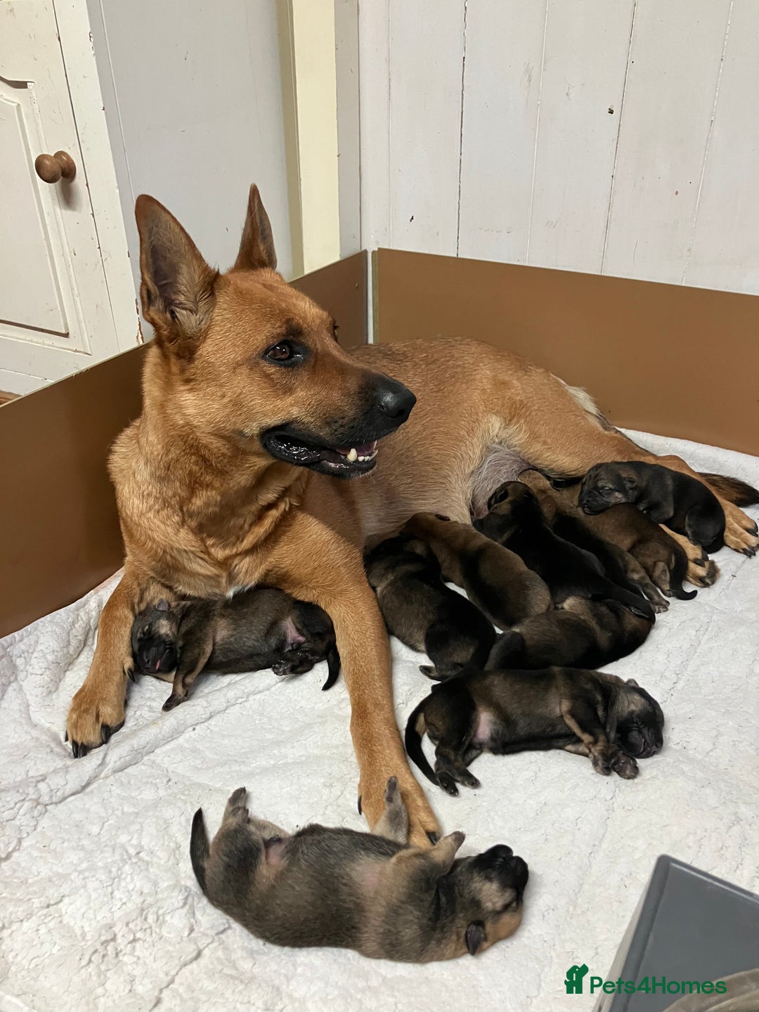 German Shepherd dogs for sale: GSD German Shepherd x Australian kelpie protector - Image 3