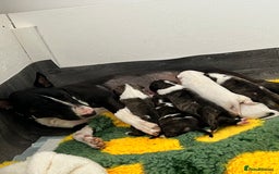 English Bull Terrier dogs for sale: Janineabullz bull terriers beautiful litter  - Image 21