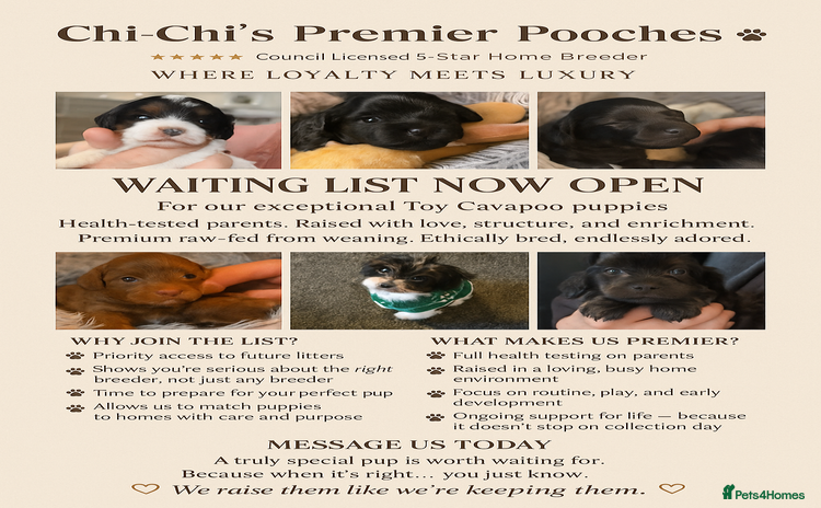 Cavapoo dogs in Blackpool - Advert 4