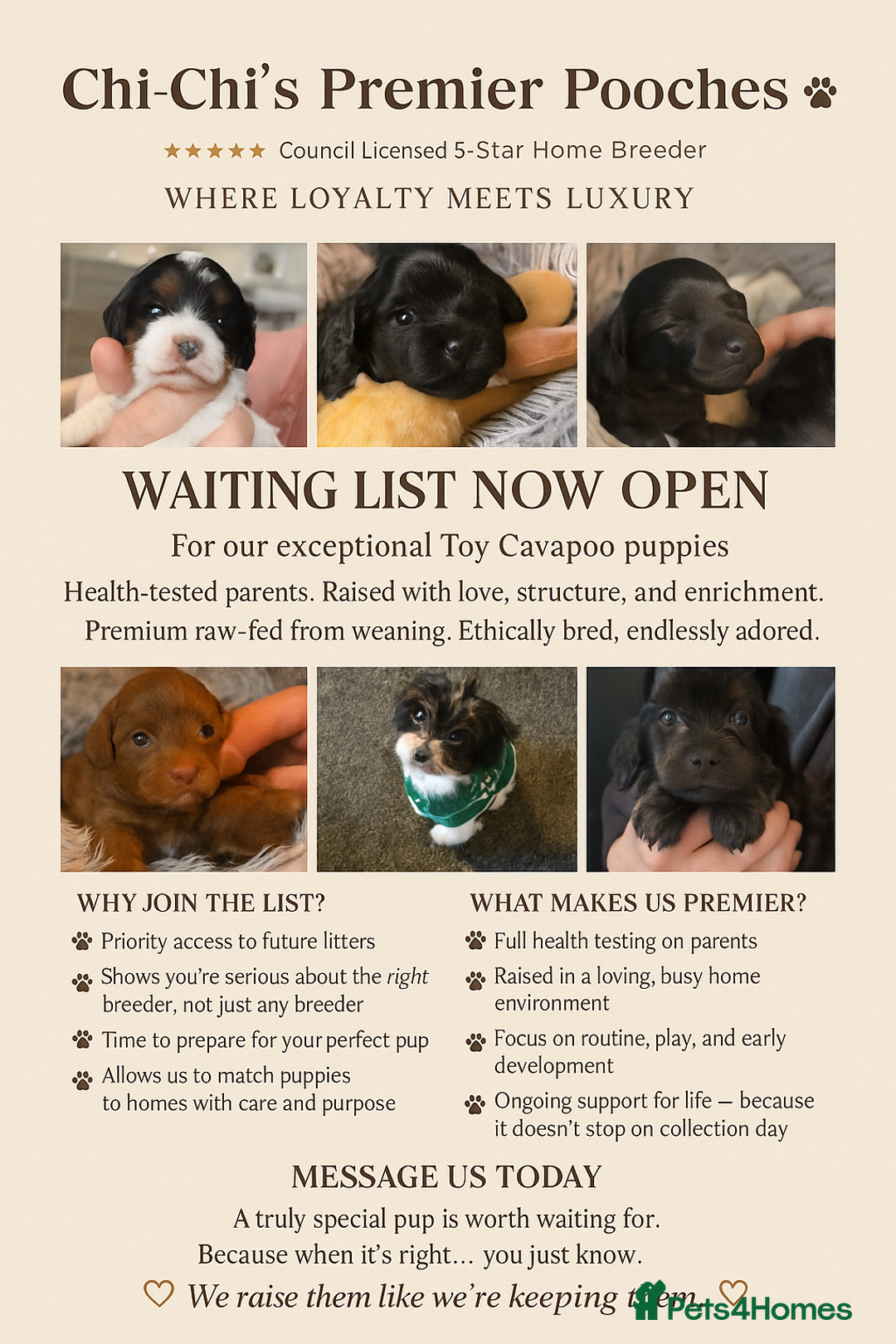 Cavapoo dogs for sale: Toy cavapoo waiting list  in Blackpool - Image 1