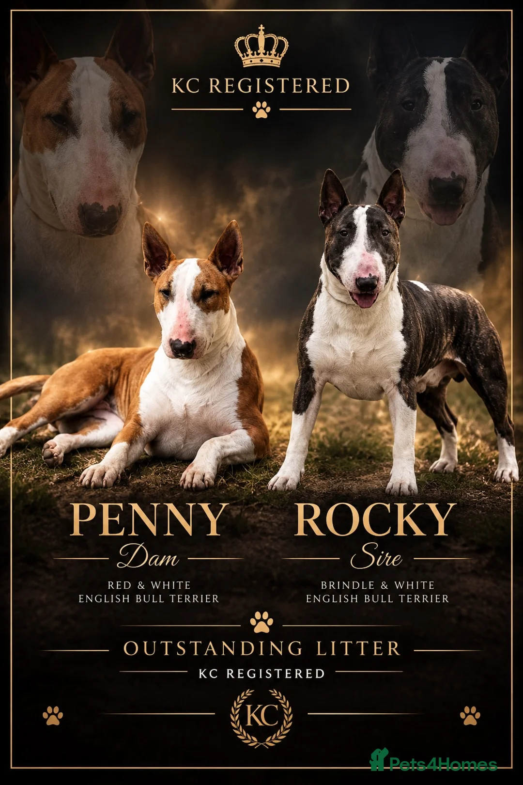 English Bull Terrier dogs for sale: KC REG English Bull Terrier puppies 🐶 - Advert 1