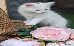 Mixed Breed cats for sale: Premium kittens for sale - Image 16
