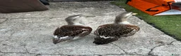 Ducks poultry for sale: Ducks for sale  in Hull - Advert 1