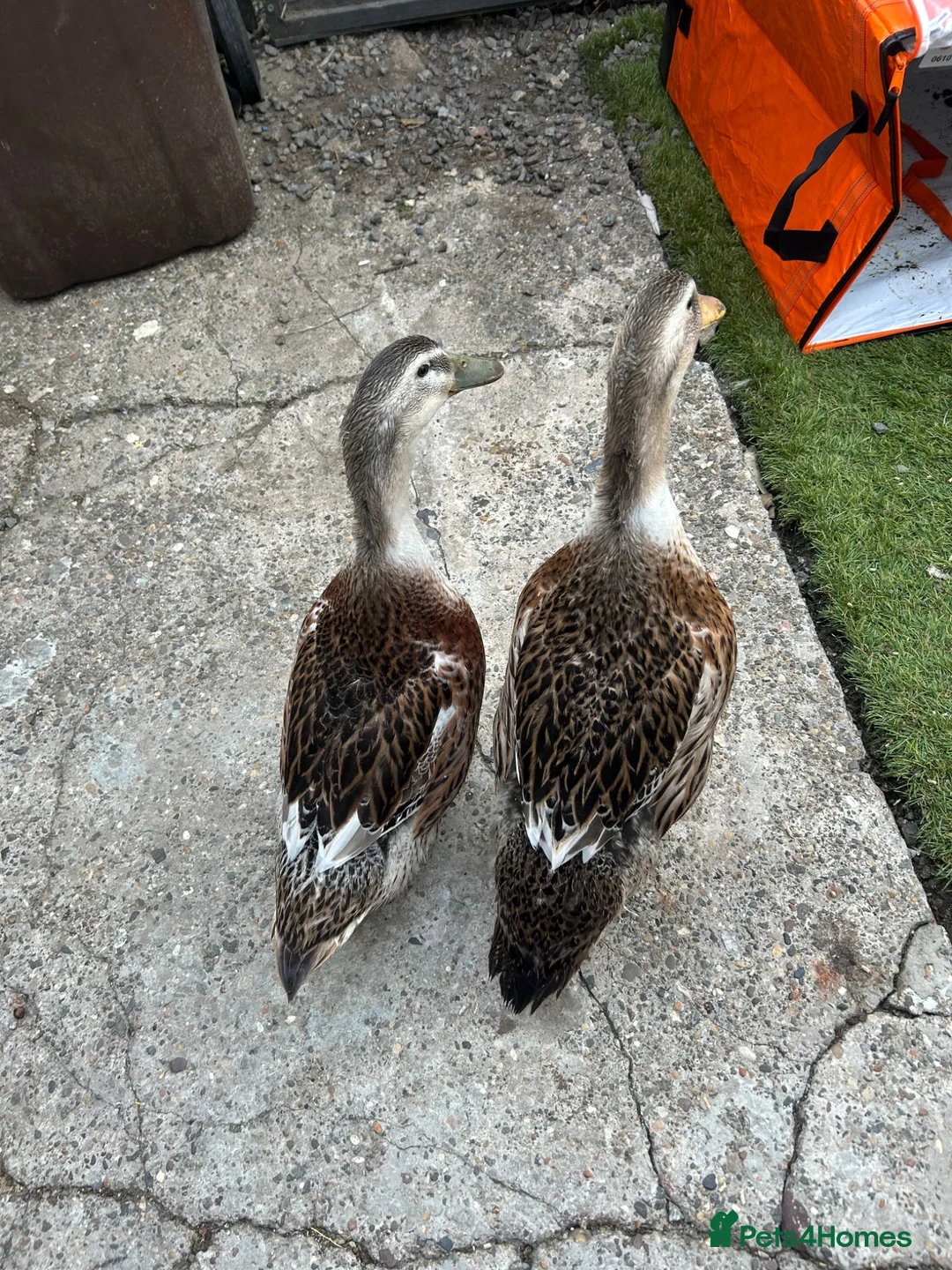 Ducks poultry for sale: Ducks for sale  in Hull - Advert 1