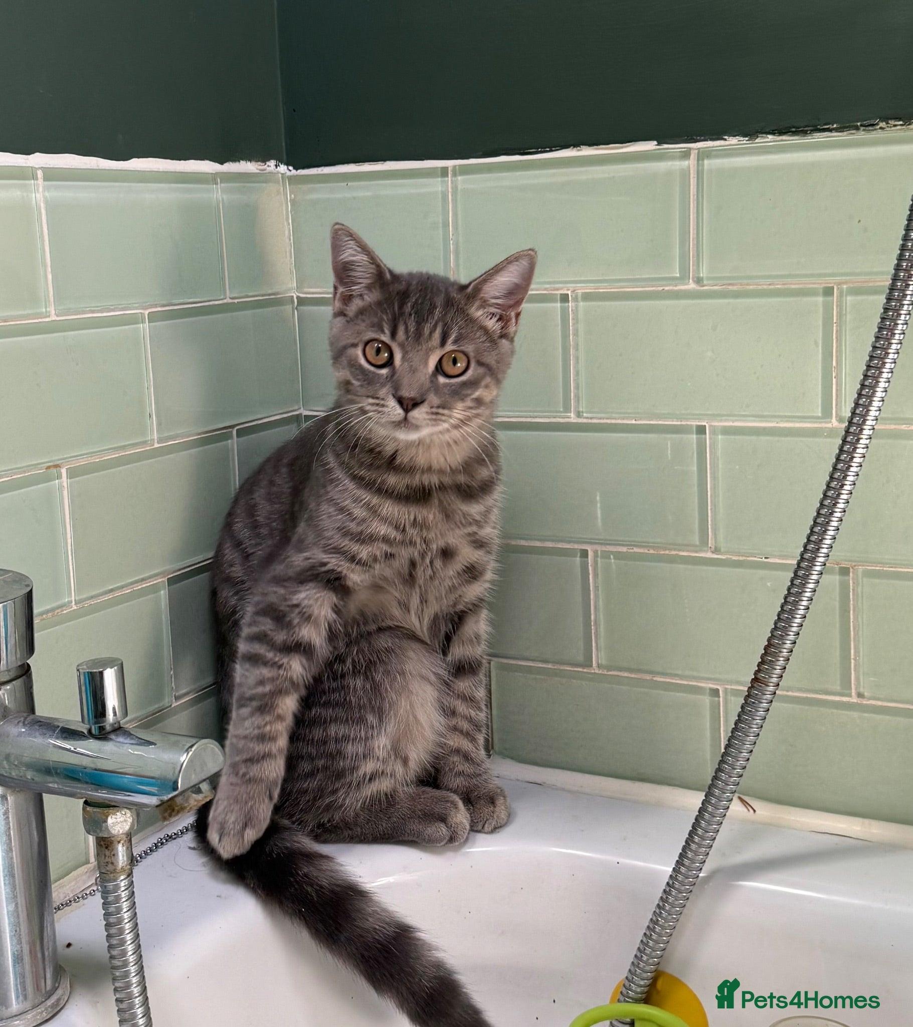 British Shorthair cats BSH CROSS KITTEN £100 - Advert 6