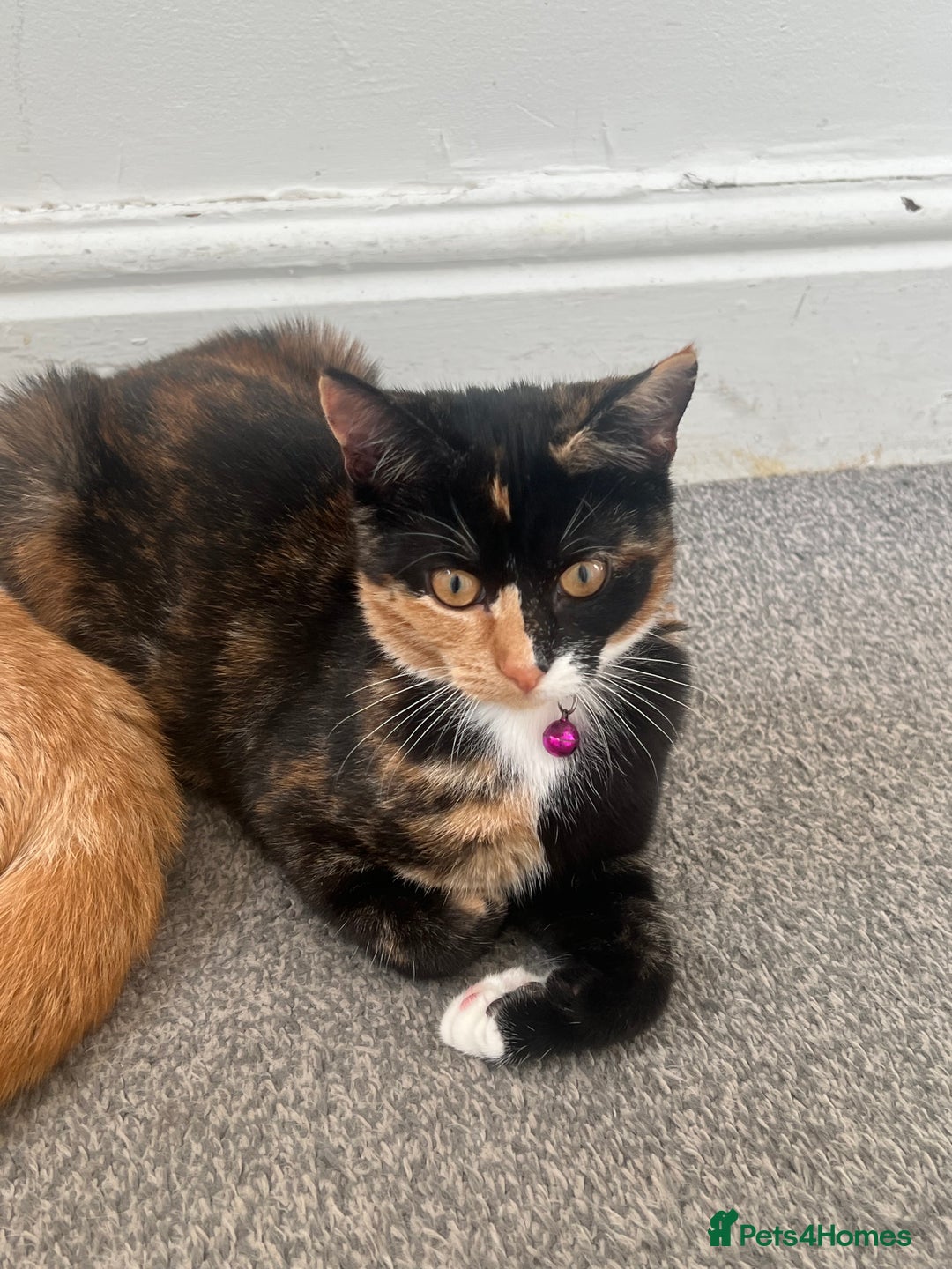 British Shorthair cats for sale: Unfortunately I am giving out my cats - Advert 3