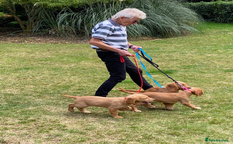 Cocker Spaniel dogs - Advert 4