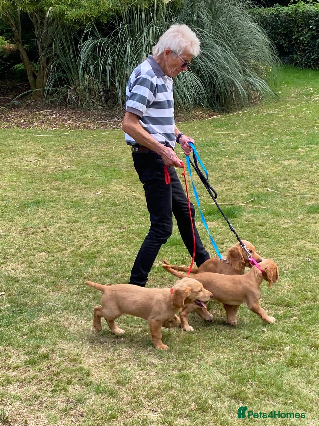 Cocker Spaniel dogs for sale: Stunning Working Cocker Spaniel Puppies - Image 1