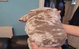 English Bulldog dogs for sale: English Bulldog puppies  - Image 21