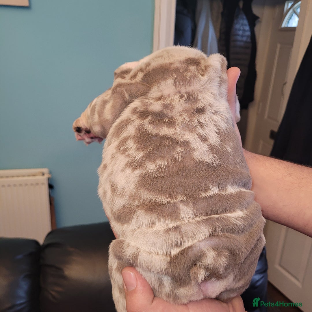 English Bulldog dogs for sale: English Bulldog puppies  - Image 21