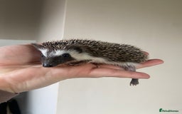Pygmy Hedgehog rodents for sale: 1x male hoglet available to reserve  - Image 4