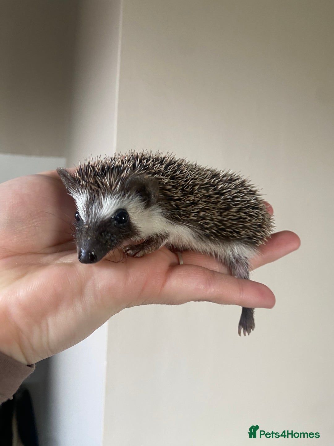 Pygmy Hedgehog rodents for sale: 1x male hoglet available to reserve  - Image 4