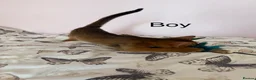 Abyssinian cats for sale: TICA Registered Abyssinian × Somali Kittens - Advert 8