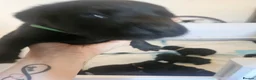 Labrador Retriever dogs for sale: Beautiful littler of black lab puppies in Doncaster - Advert 12