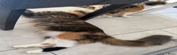 Maine Coon cats for sale: TORTOISESHELL MAINE COON X KITTENS - Advert 39